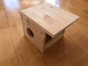 Bruteier Harlekinwachteln  Bild 6