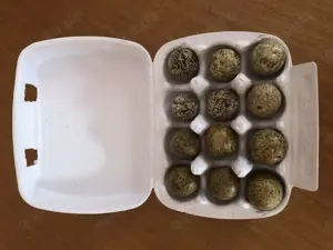 Bruteier Harlekinwachteln  Bild 1