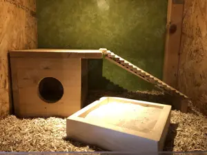 Bruteier Harlekinwachteln  Bild 8