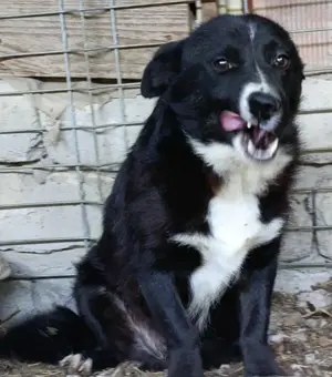 Domino braucht ein richtiges Zuhause für immer Bild 5