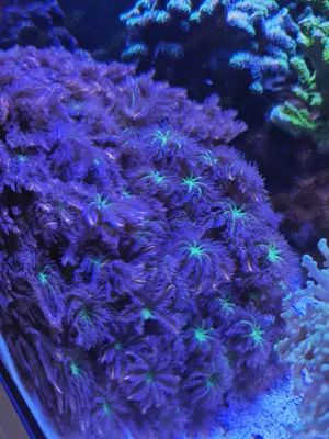 Clavularia Tricolor 50 Köpfe   Meerwasser Korallen Weichkorallen