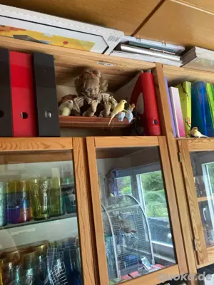 Junge Kanarienvögel abzugeben