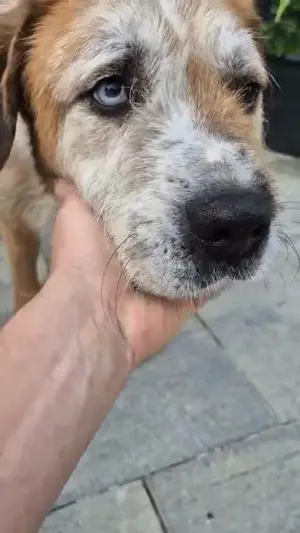 Ringo - sanfter Rüde sucht liebevolles Zuhause Bild 4