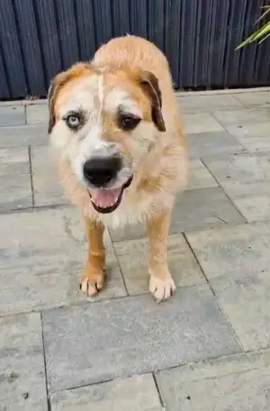 Ringo - sanfter Rüde sucht liebevolles Zuhause Bild 5