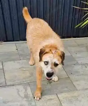 Ringo - sanfter Rüde sucht liebevolles Zuhause Bild 2