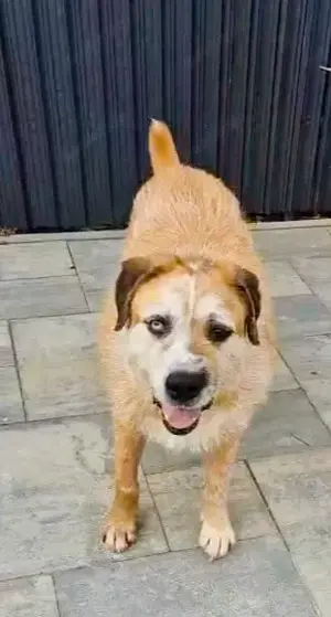 Ringo - sanfter Rüde sucht liebevolles Zuhause Bild 3