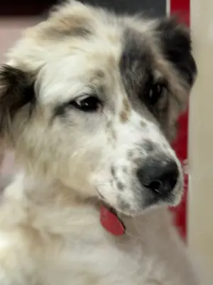 Rosalie sucht ein liebevolles Zuhause Bild 3