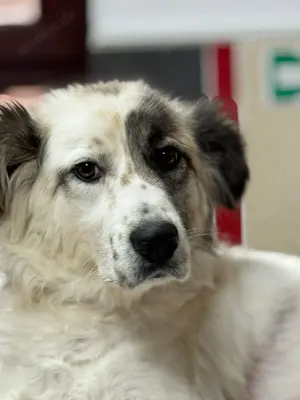 Rosalie sucht ein liebevolles Zuhause Bild 4