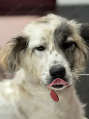 Rosalie sucht ein liebevolles Zuhause Bild 2