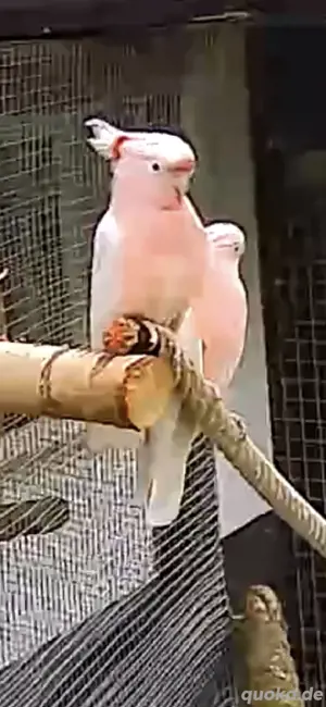 Suche Kakadu   Inkakakadu Paar 