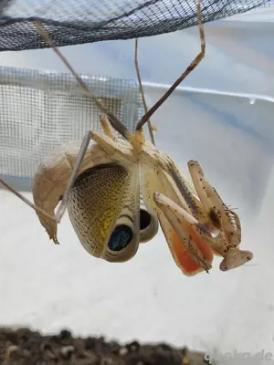 Pseudempusa pinnapavonis Pfauenaugenmantis Mantiden