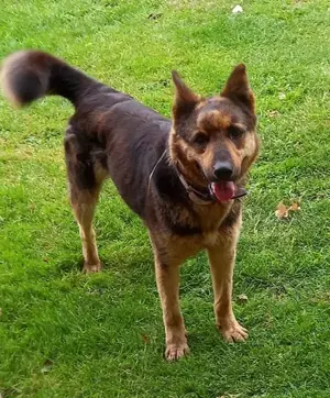 Mangal,PS in 49424 Goldenstedt, Notfall, sucht ruhiges Umfeld mit geduldigen Menschen