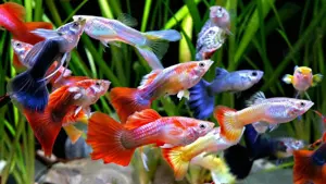 WhatsApp Gruppe Aquaristik 