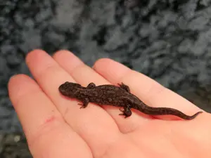 Bergmolch, Ichthyosaura alpestris ( Triturus ) Bild 2