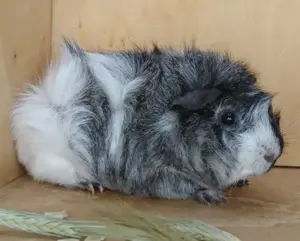 Gut soziealiesierte Kastrate