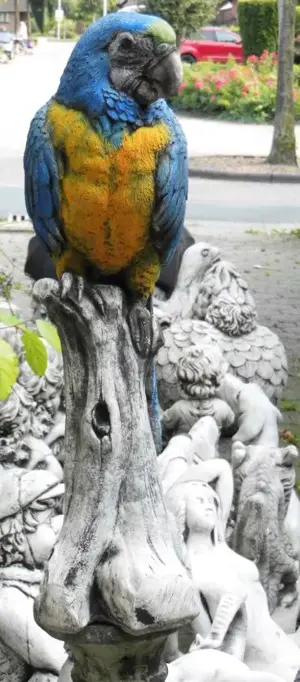 Ich suche 1,0 Meyerspapagei   Goldbugpapagei