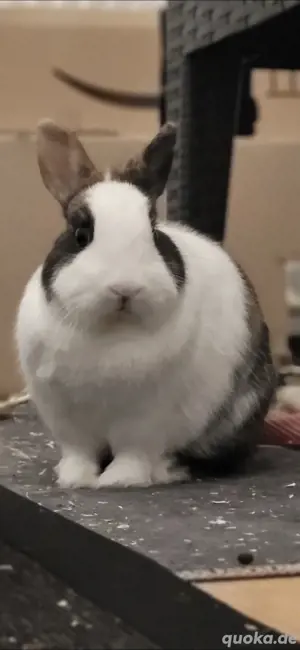 2 Zwergkaninchen  Bild 3