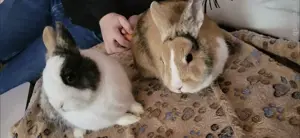 2 Zwergkaninchen  Bild 2