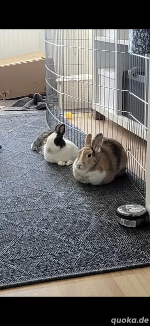 2 Zwergkaninchen 