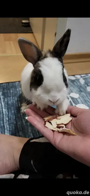 2 Zwergkaninchen  Bild 5