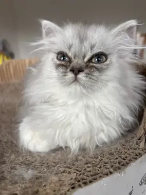 katzen suchen neu zu hause 