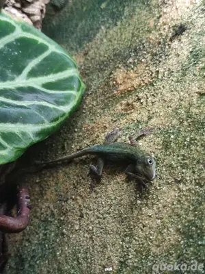 2.0 Anolis Roquet roquet  Bild 4