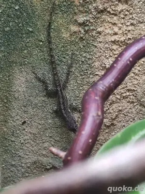 2.0 Anolis Roquet roquet  Bild 3