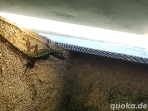 2.0 Anolis Roquet roquet  Bild 2
