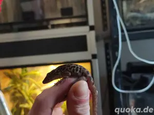 5.2 Anolis Sabanus  Bild 3