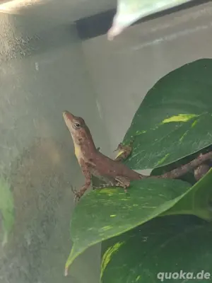 5.2 Anolis Sabanus  Bild 2
