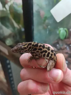 Anolis, Leopardgecko 