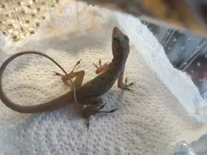 5.2 Anolis Sabanus  Bild 4