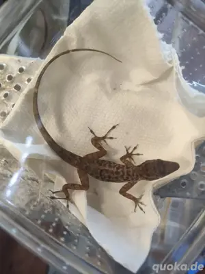 5.2 Anolis Sabanus  Bild 6