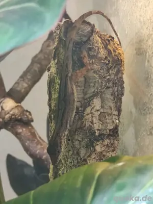 5.2 Anolis Sabanus  Bild 8