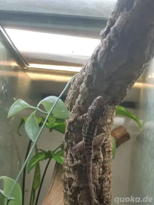 5.2 Anolis Sabanus  Bild 7