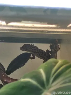 5.2 Anolis Sabanus  Bild 10