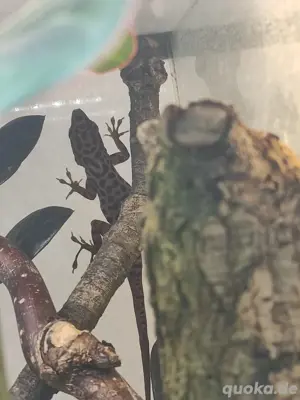 5.2 Anolis Sabanus  Bild 9