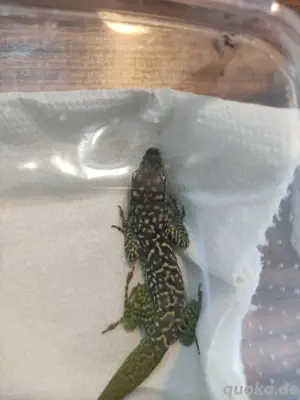 1.1 Anolis Roquet roquet  Bild 3