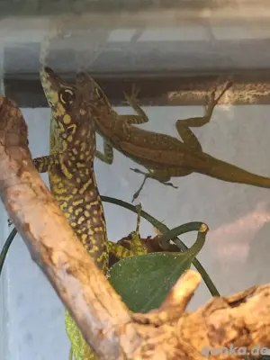 1.1 Anolis Roquet roquet  Bild 2
