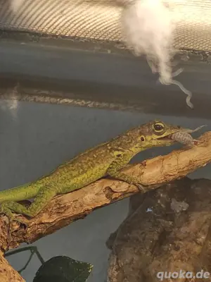 1.1 Anolis Roquet roquet  Bild 5