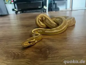 Banana Mojave 0.1 Königspython 