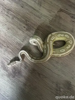 Banana Mojave 0.1 Königspython  Bild 2