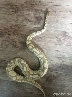 Banana 66% Het Pied 0.1 Königspython Bild 2