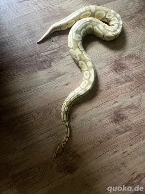 Banana 66% Het Pied 0.1 Königspython Bild 3