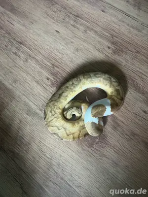 Enchi Clown Pied 1.0 königspython  Bild 3