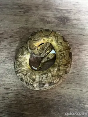 Enchi Clown Pied 1.0 königspython  Bild 2