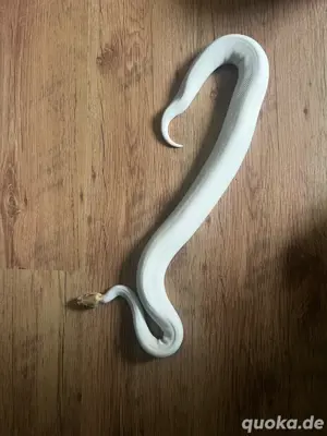 Fire Pied het Clown 0.1 Königspython  Bild 2