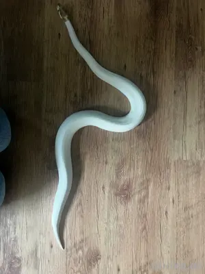 Fire Pied het Clown 0.1 Königspython 