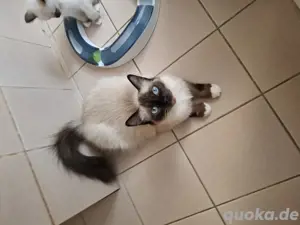 Heilige Birma, Katzenbabys!!     Bild 2