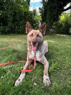 Lucky   junger Rüde ,der noch die Welt entdecken möchte  Bild 2